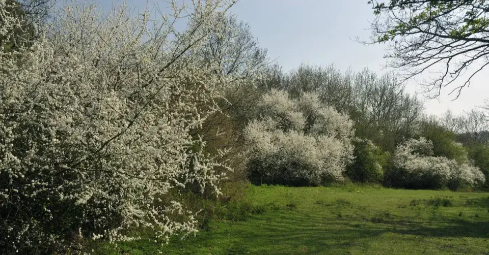 Trnkové keře s květy