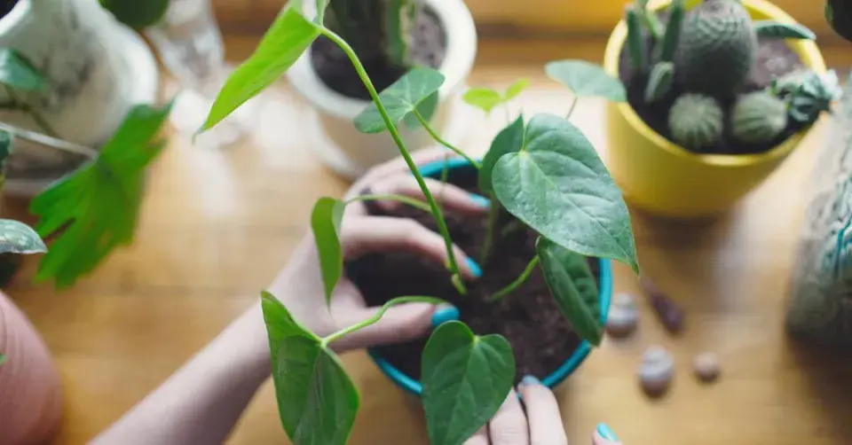 Přesazování toulitky