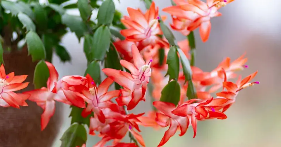 Vánoční kaktus (Schlumbergera)