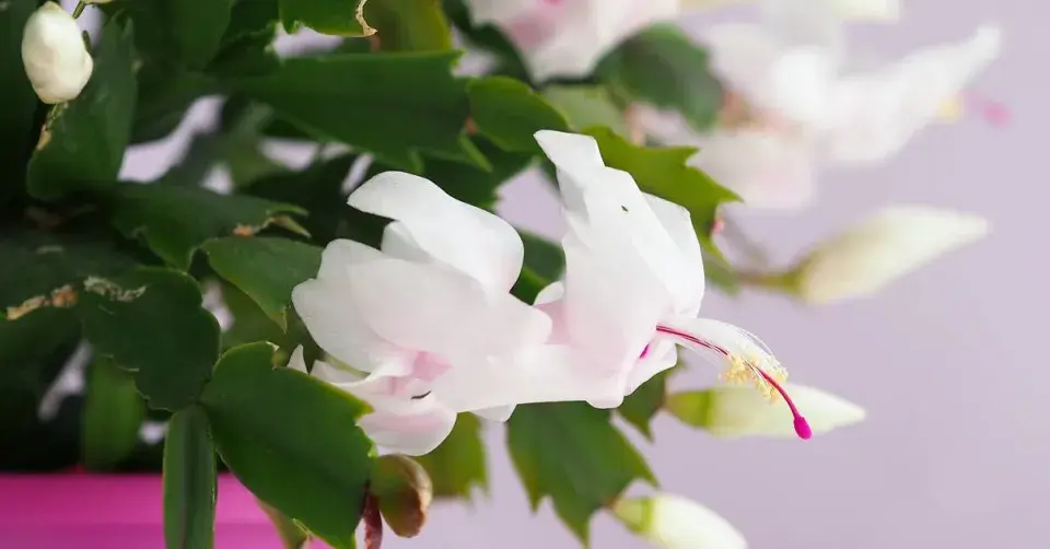 Vánoční kaktus (Schlumbergera)