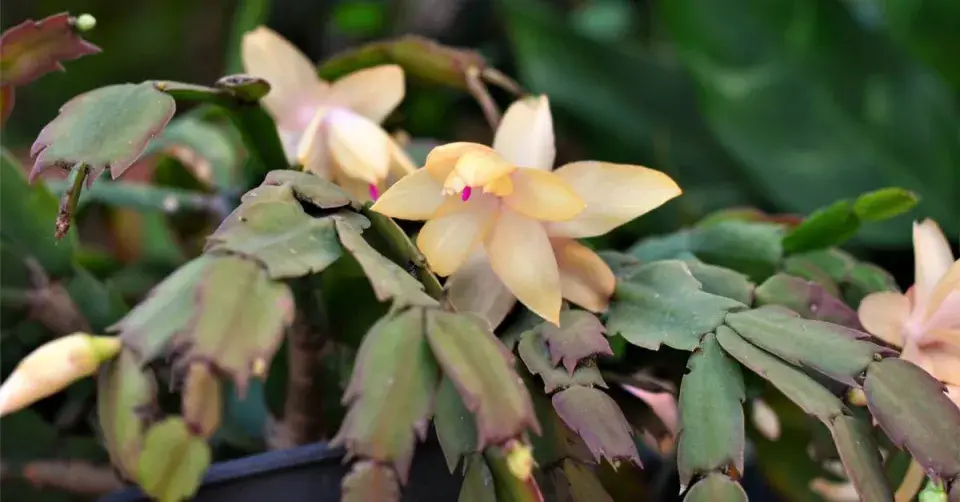 Vánoční kaktus (Schlumbergera)