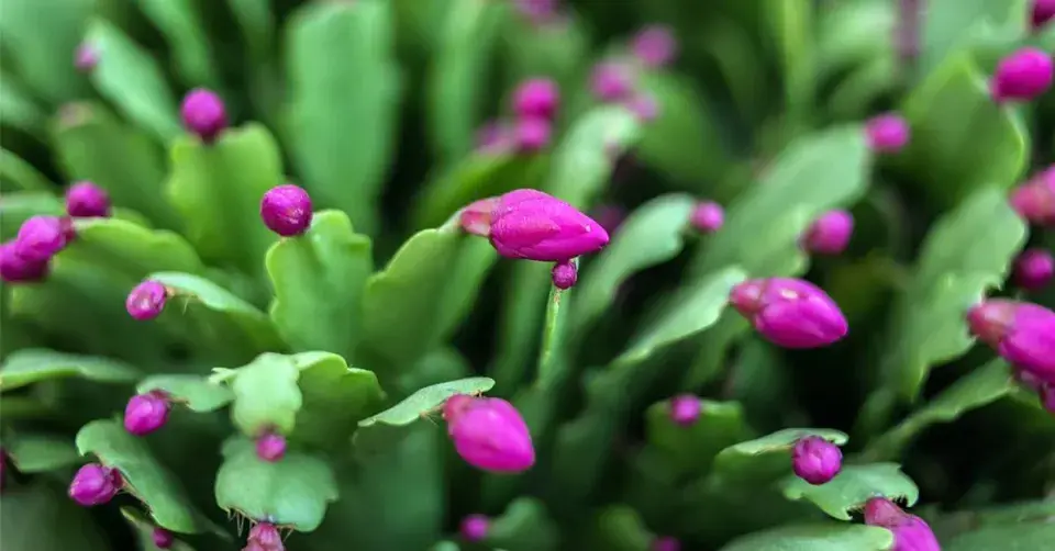 Vánoční kaktus (Schlumbergera)