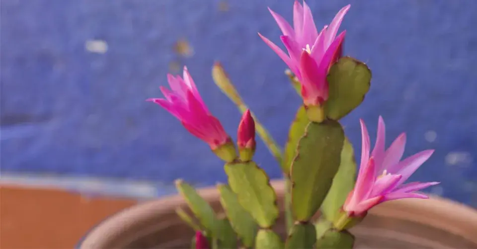 Velikonoční kaktus (Hatiora)