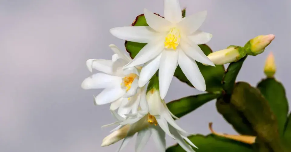 Velikonoční kaktus (Hatiora)