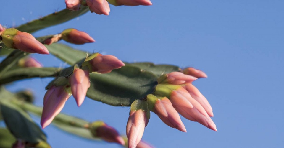 Velikonoční kaktus (Hatiora)
