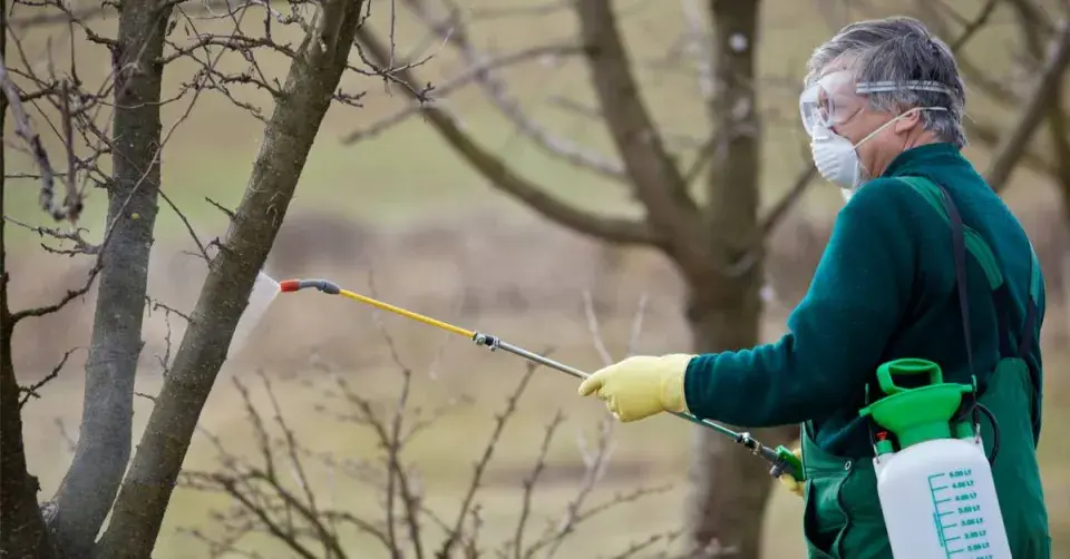 Postřik insekticidem
