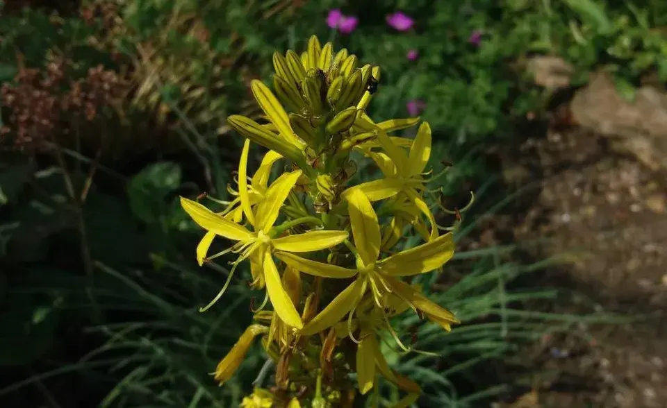 Kopíčko žluté (Asphodeline lutea)