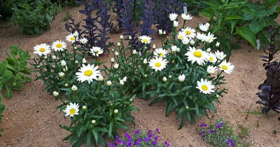 Kopretiny (Leucanthemum)