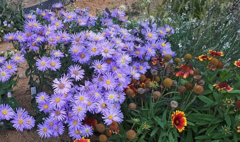 Astra chlumní (Aster amellus) a kokarda (Gaillardia)