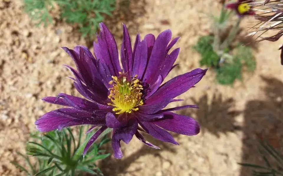 Koniklec (Pulsatilla) vysazený v písku