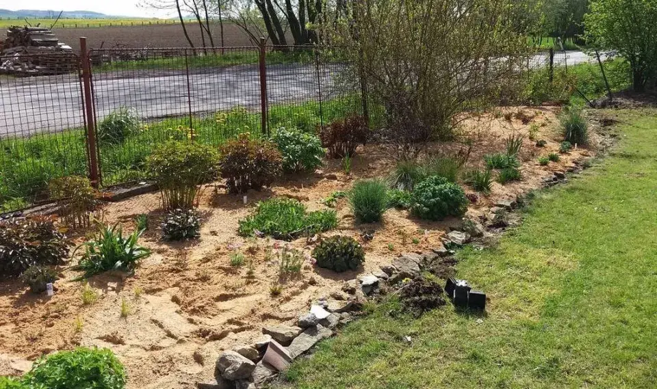 Pískem přemulčovaná starší výsadba