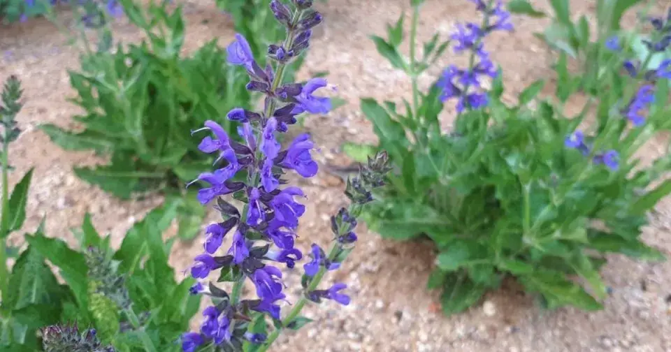 Šalvěj hajní (Salvia nemorosa)