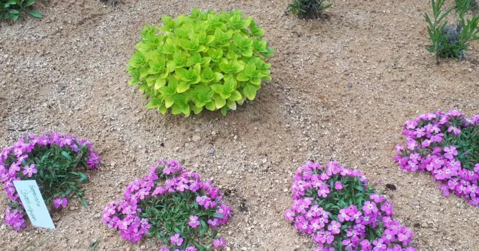 Mydlice (Saponaria) a dobromysl (Origanum)