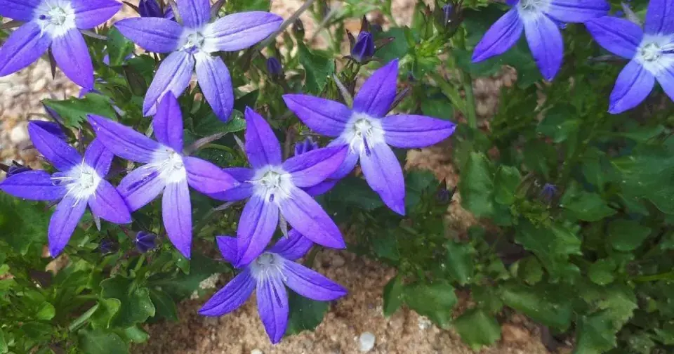Zvonek dalmatský (Campanula portenschlagiana)