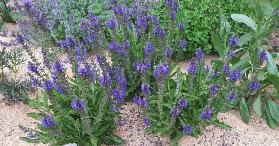 Šalvěj hajní (Salvia nemorosa)