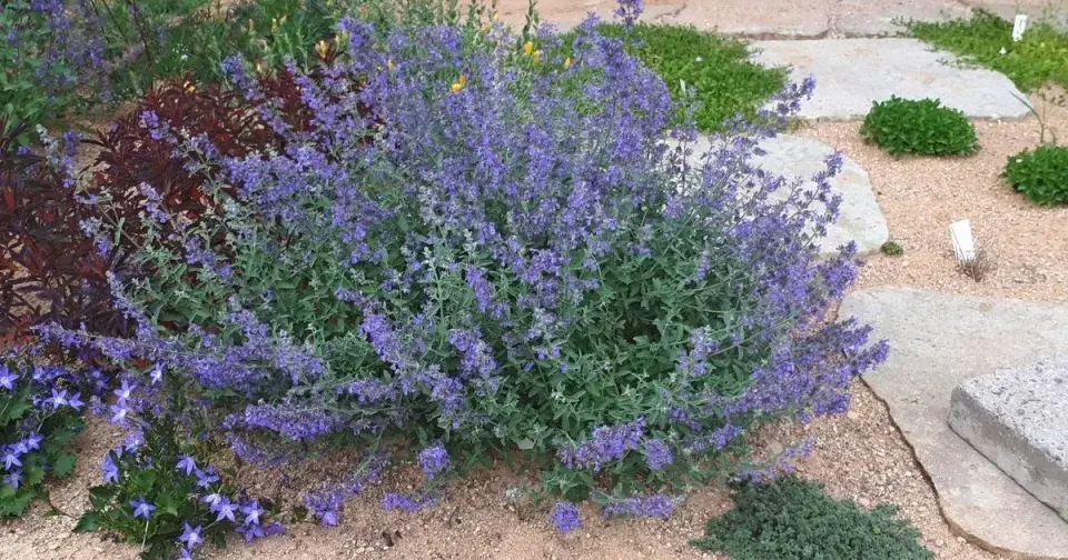 Šanta zkřížená (Nepeta × faassenii)