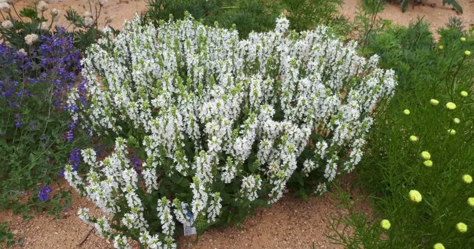 Bělokvětá šalvěj hajní (Salvia nemorosa)