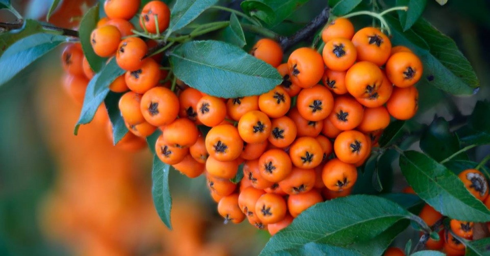 Hlohyně šarlatová (Pyracantha coccinea)