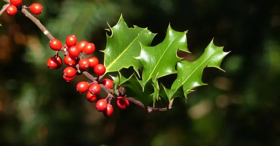 Cesmína ostrolistá (Ilex aquifolium)