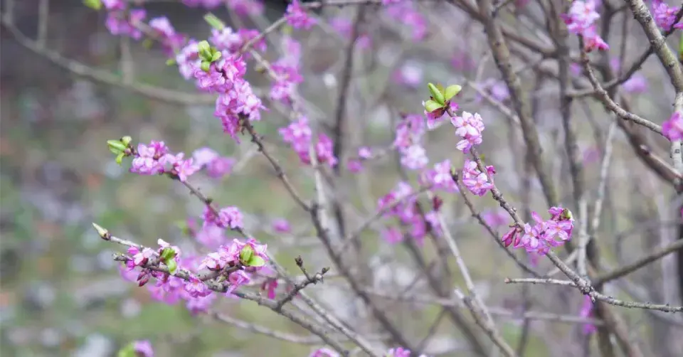 Lýkovec jedovatý (Daphne mezereum)