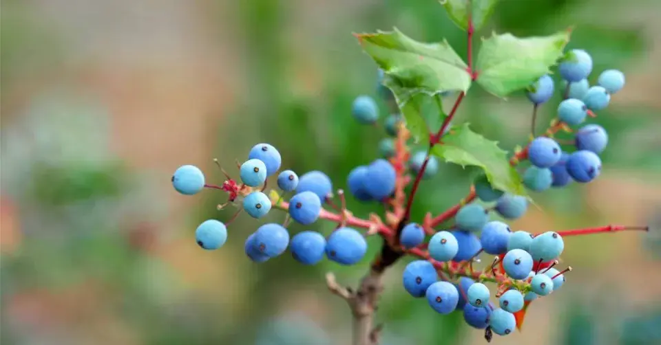 Mahonie cesmínolistá (Mahonia aquifolium)