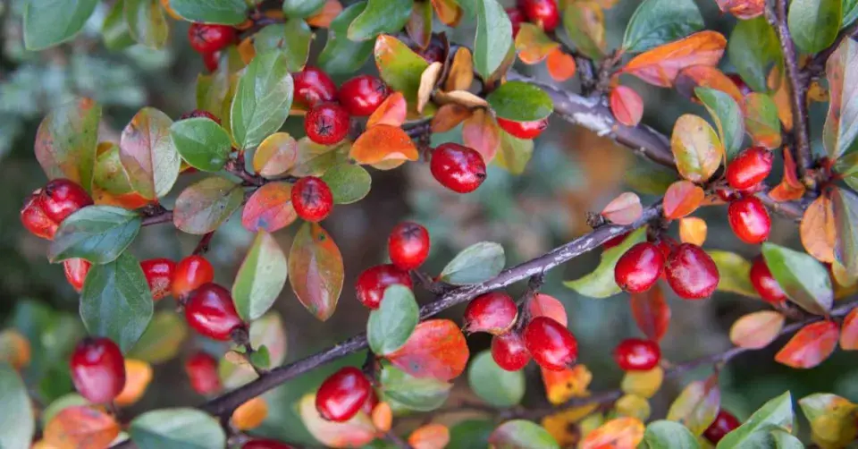 Skalník Dammerův (Cotoneaster dammeri)