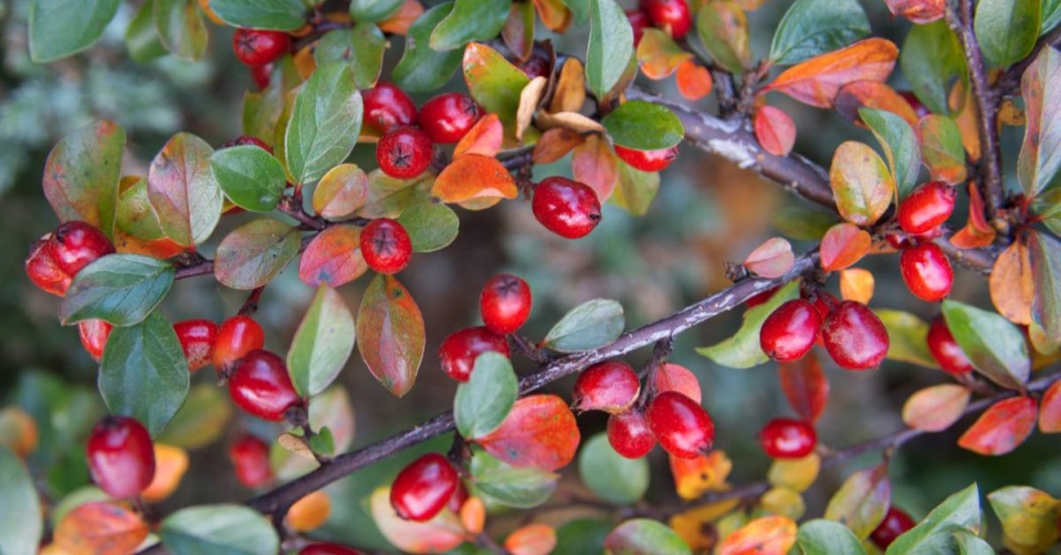 Skalník Dammerův (Cotoneaster dammeri)