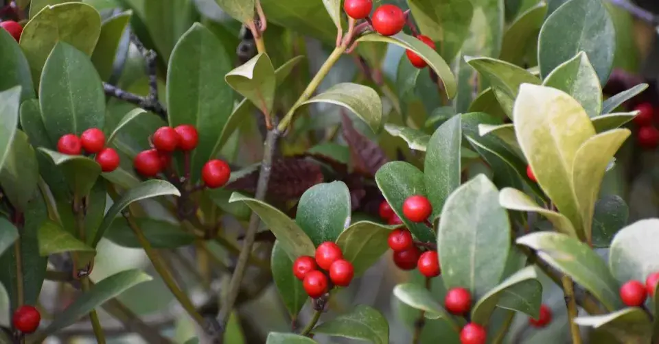 Libavka polehlá (Gaultheria procumbens)