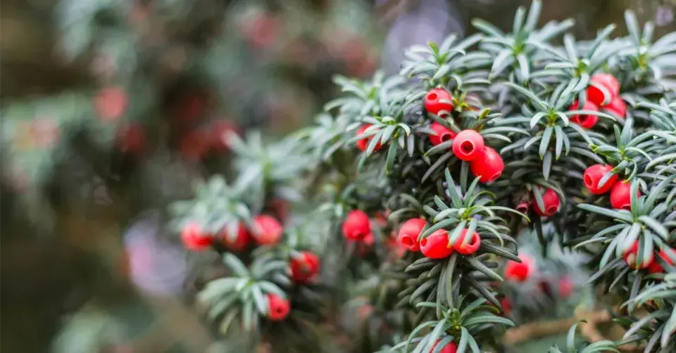 Tis červený (Taxus baccata)