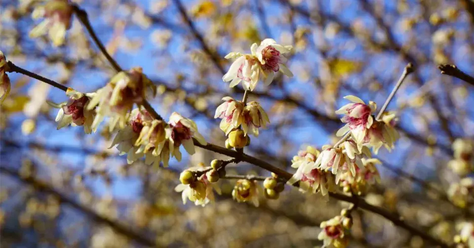 Zimnokvět časný (Chimonanthus praecox)