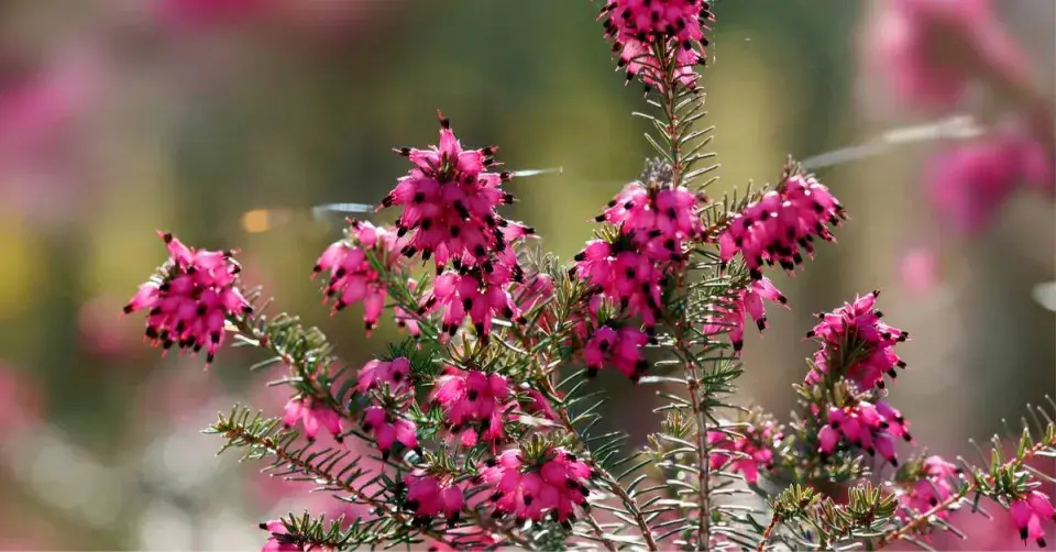 Vřesovec pleťový (Erica carnea)