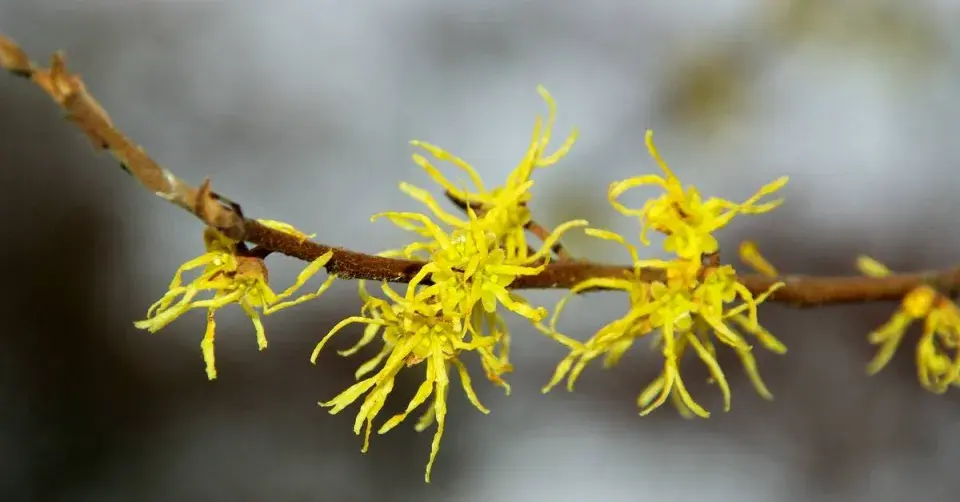 Vilín virginský (Hamamelis virginiana)