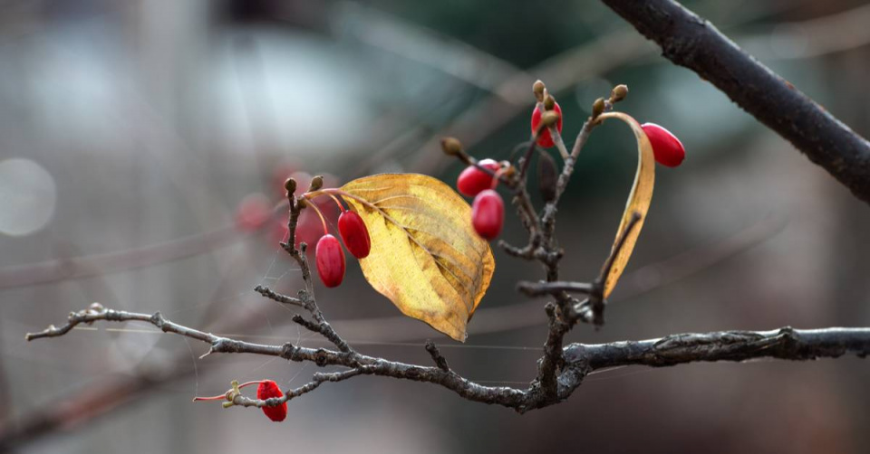 Dřín obecný (Cornus mas)