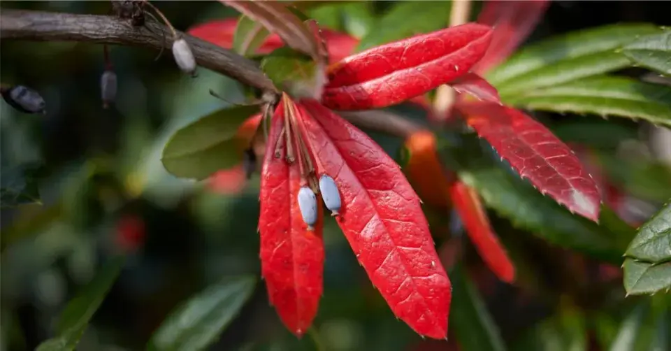 Dřišťál Juliin (Berberis julianae)