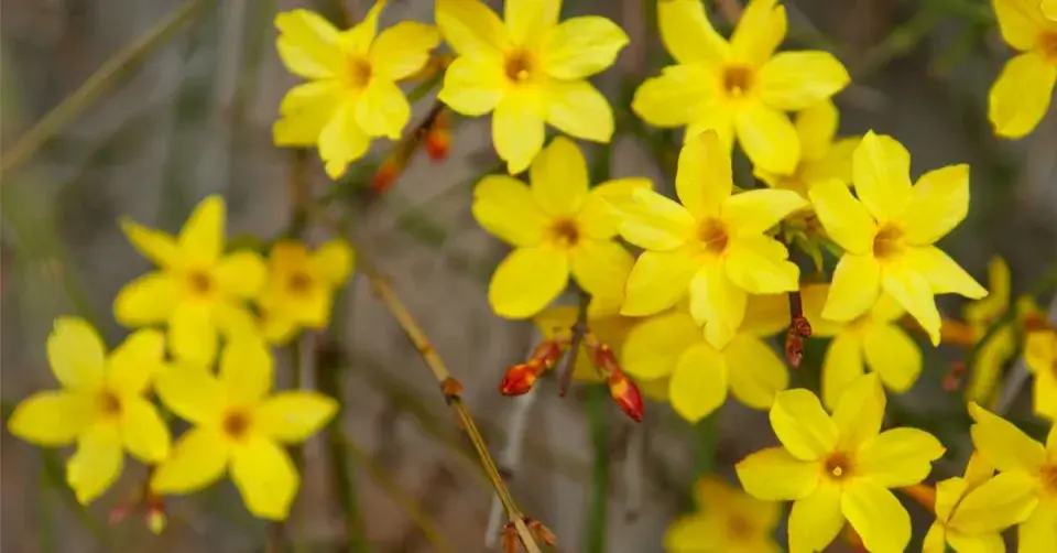 Jasmín nahokvětý (Jasminum nudiflorum)