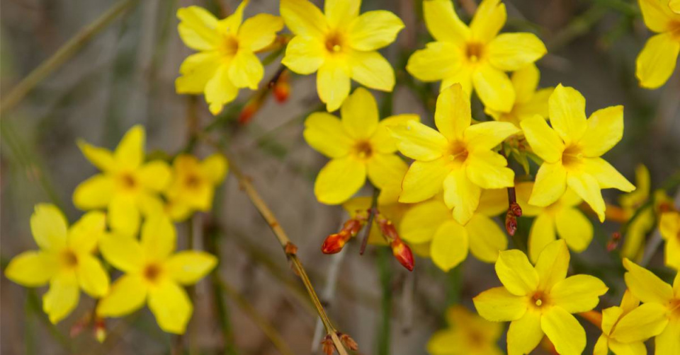 Jasmín nahokvětý (Jasminum nudiflorum)