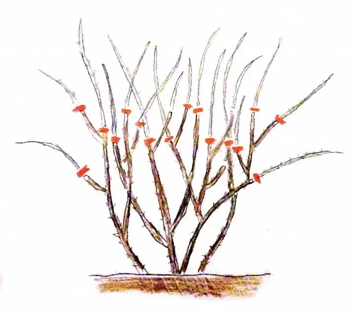 Řez keřové růže