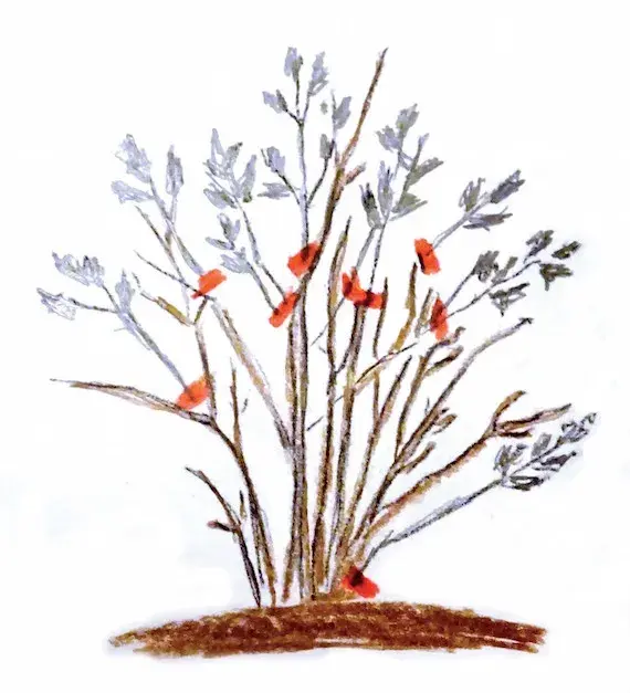 Keře kvetoucí na jaře