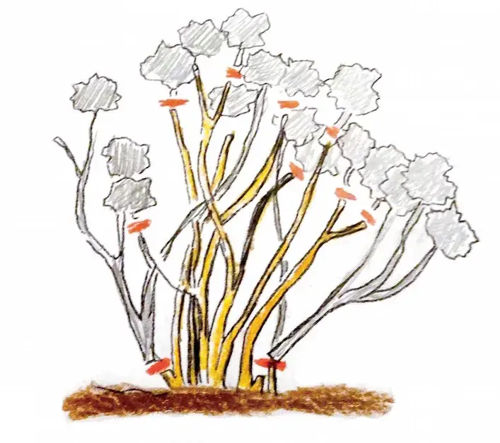 Řez velkolisté hortenzie