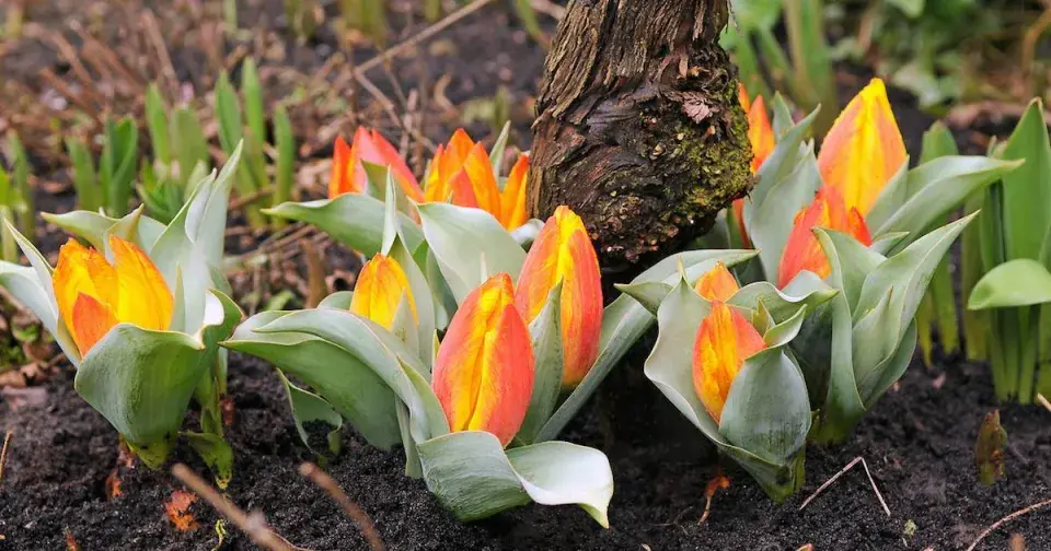 Tulipány (Tulipa)