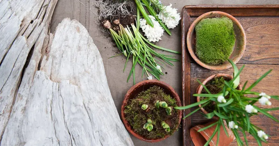 Jarní cibuloviny a mech