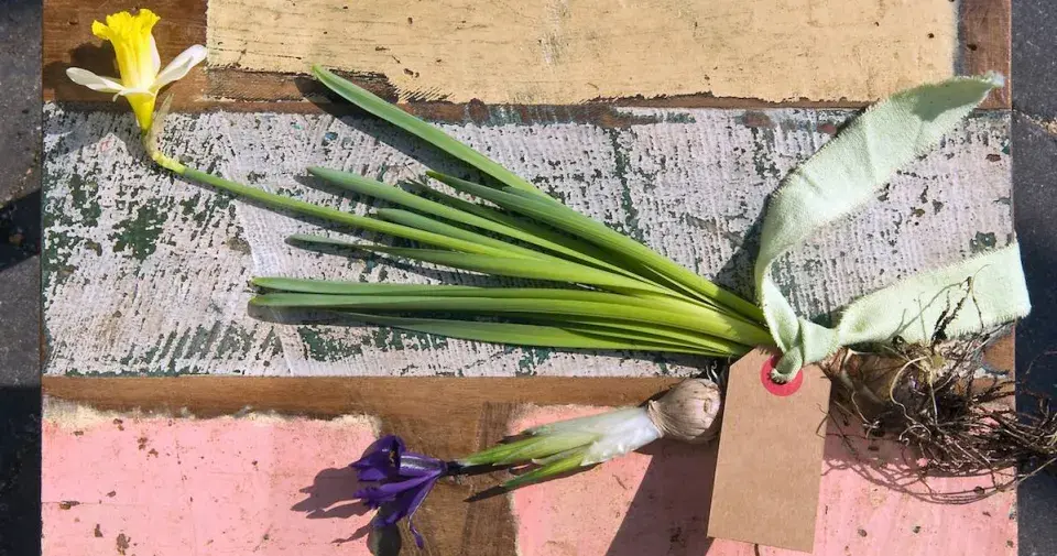 Narcis (Narcissus) a kosatec (Iris)