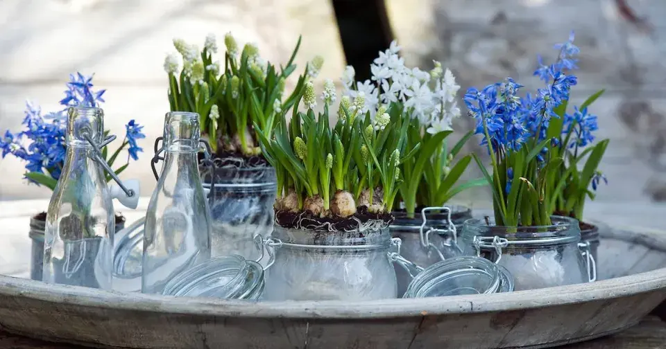Cibuloviny vysazené do sklenic