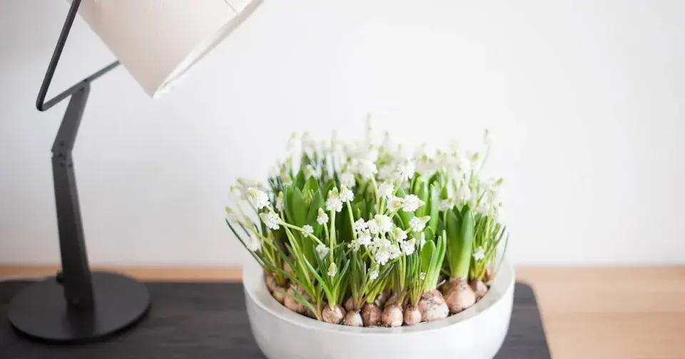 Přisvěcování modřenců (Muscari)