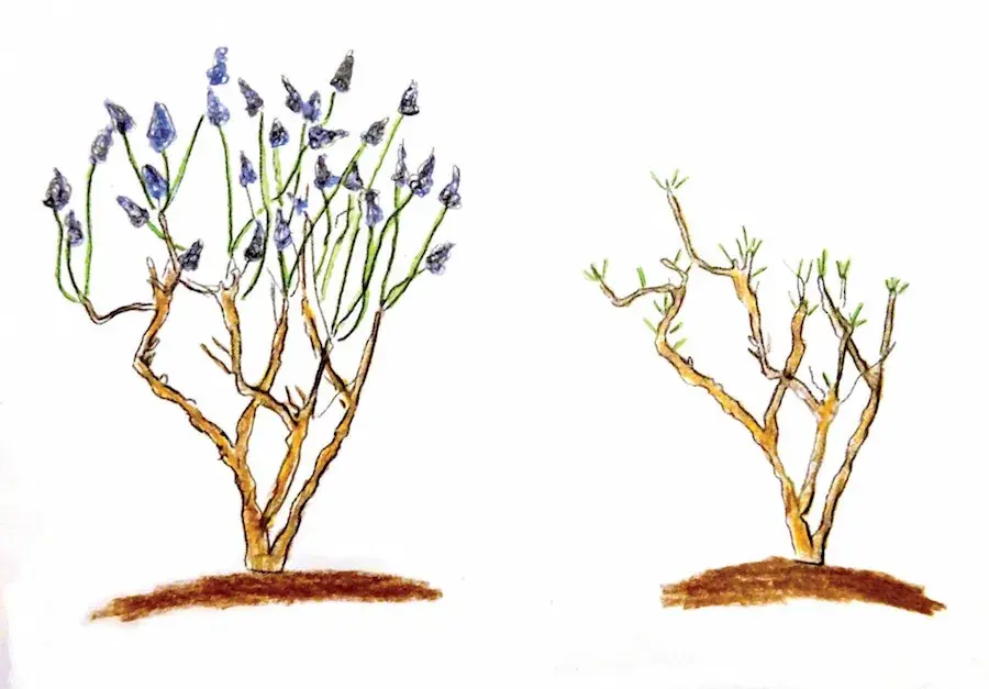 Řez hortenzie latnaté