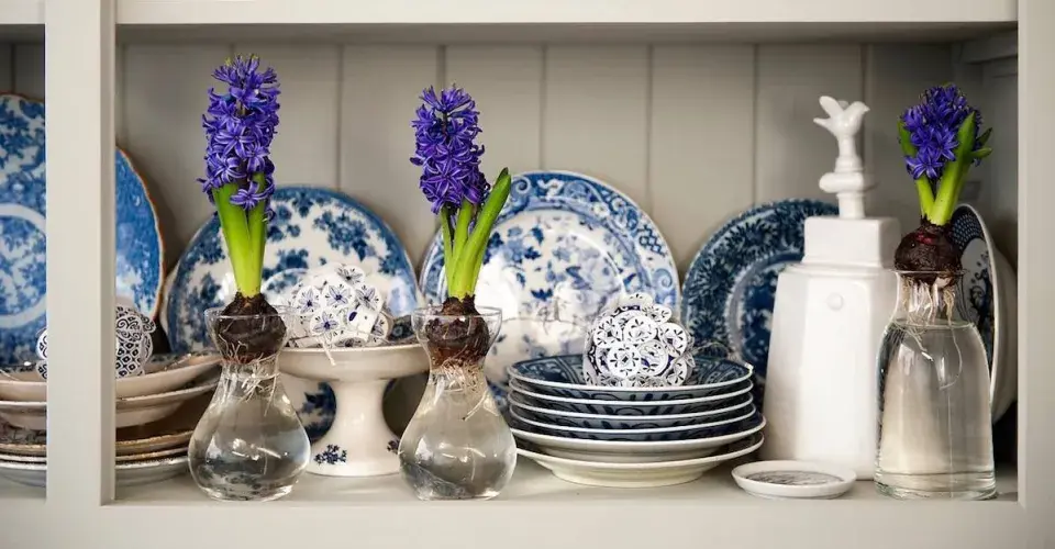 Rychlené cibuloviny