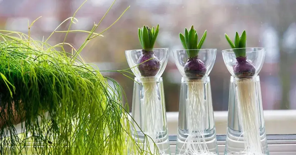 Rychlené cibuloviny