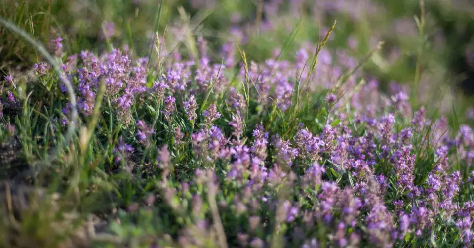 Mateřídouška obecná