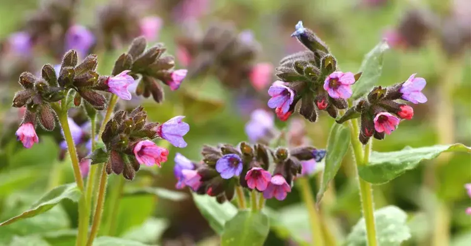 Plicník lékařský