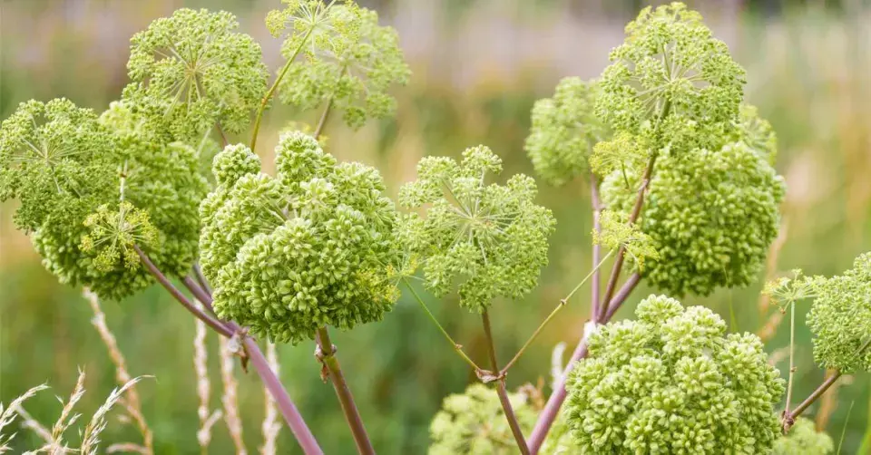 Andělika lékařská